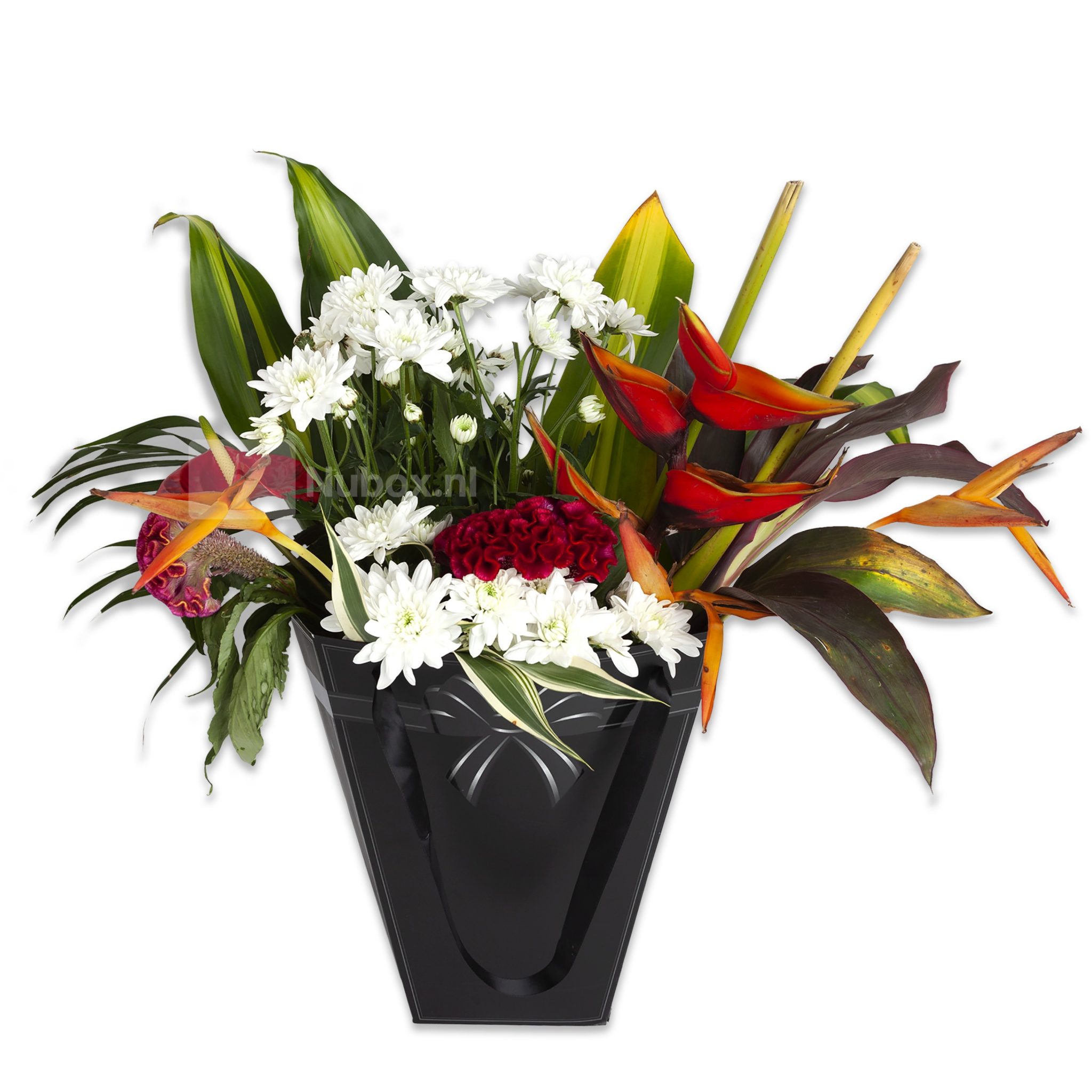 Gezichtsvermogen Defilé welvaart tropische en exotische bloemen versturen bezorgen Suriname >>Nubox.nl